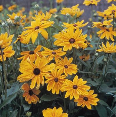 Rudbeckia hirta 'Indian Summer'