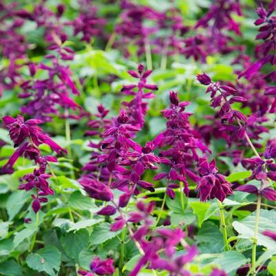 Salvia splendens Saucy™ 'Purple'