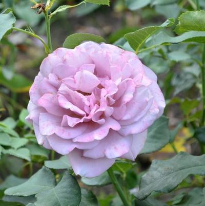 Rosa x 'Koko Loko™'