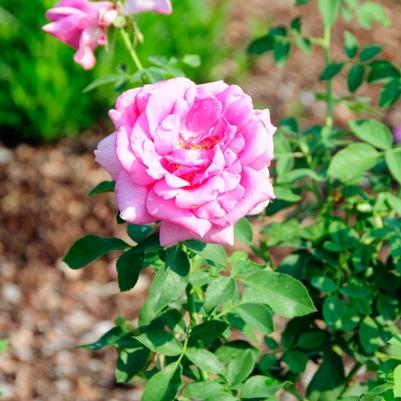 Rosa x 'Miranda Lambert™'