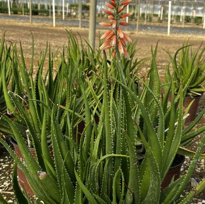 Aloe hybrid 'Safari Sunrise'