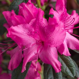 Rhododendron hybrid Encore® 'Autumn Sundance®'