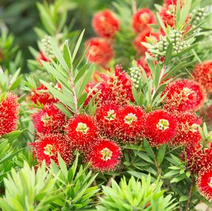 Callistemon viminalis 'Light Show'