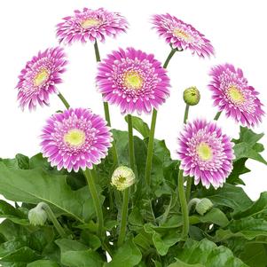 Gerbera hybrid Garden Jewels™ 'Frosted Hot Pink'
