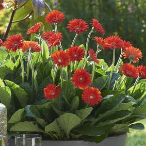 Gerbera hybrid Garden Jewels™ 'Red'