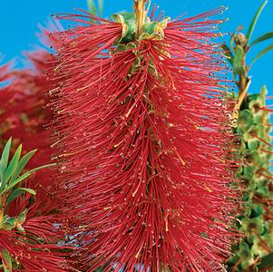 Callistemon citrinus 'Scarlet Compacta'
