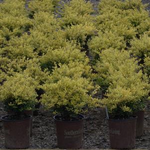 Ilex crenata 'Touch of Gold®'