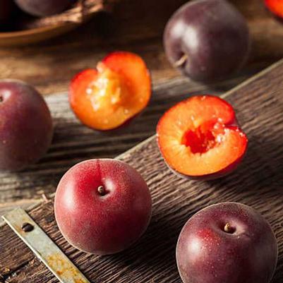 Prunus hybrid DownHome Harvest® 'Flavorich'