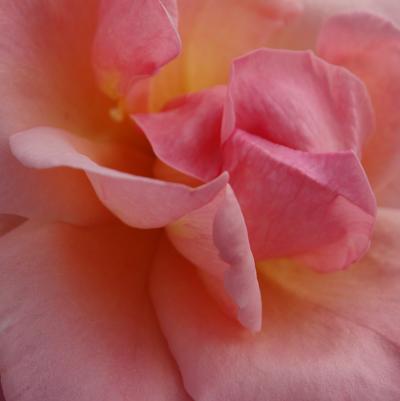 Rosa x Knock Out® 'Peachy'